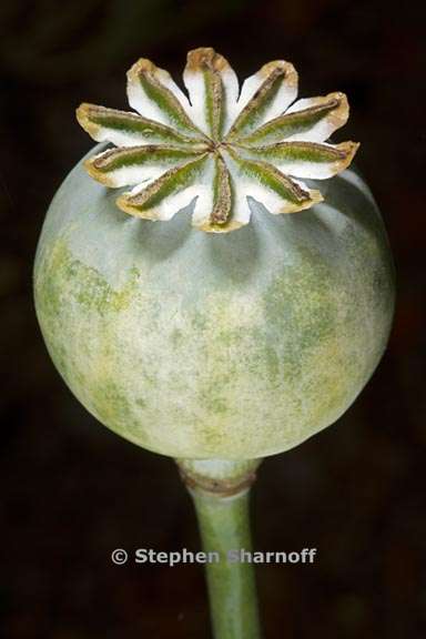 papaver somniferum bud 1 graphic